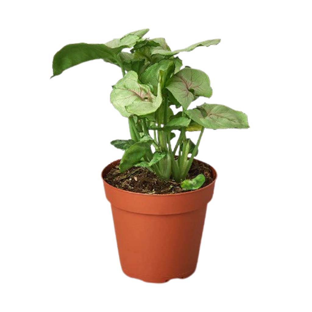 Syngonium 'Roxanna'