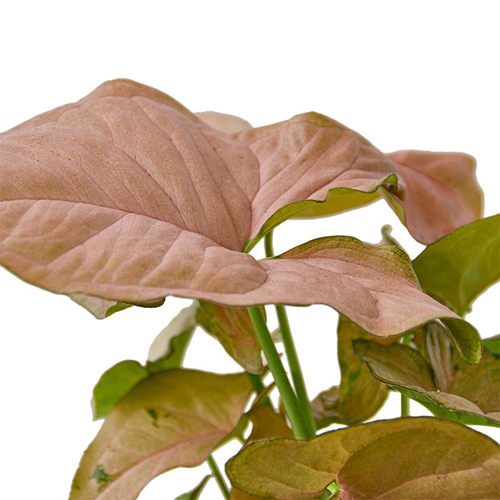 Syngonium 'Strawberry'