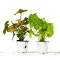 Syngonium Variety Bundle