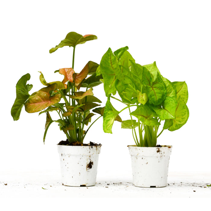 Syngonium Variety Bundle