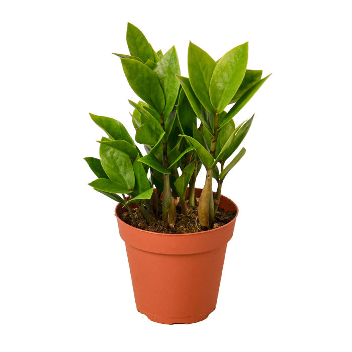 ZZ Plant