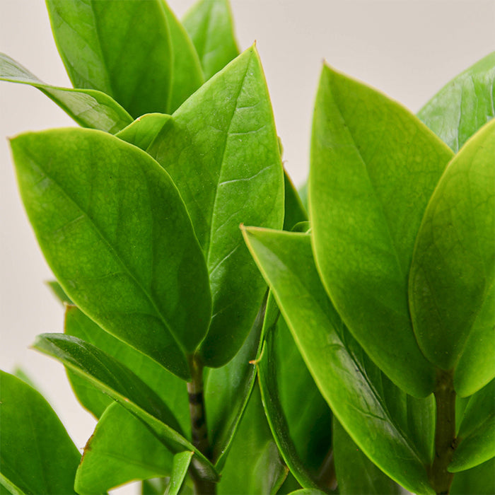 ZZ Plant