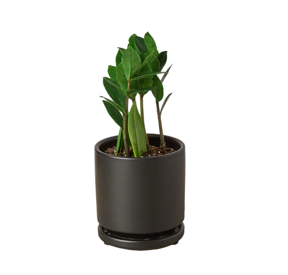 ZZ Plant & Pot