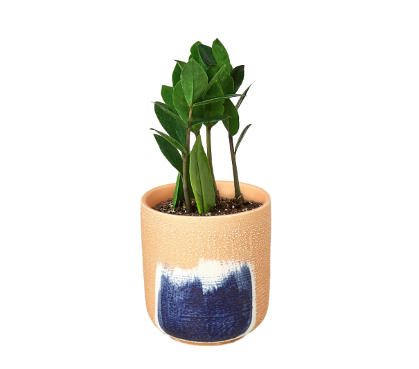 ZZ Plant & Pot