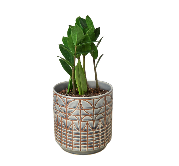ZZ Plant & Pot