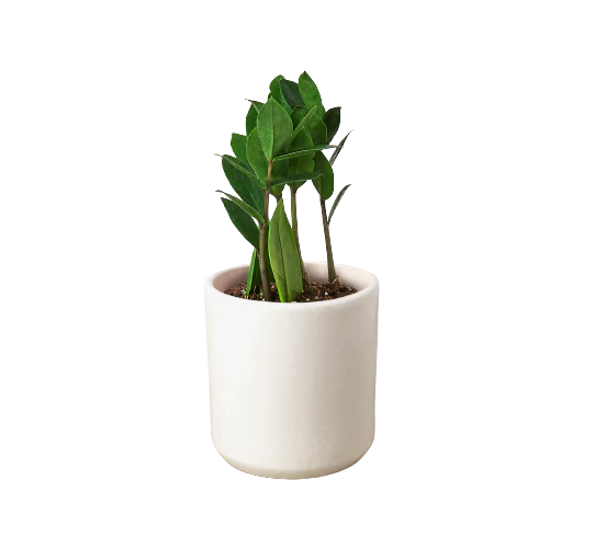 ZZ Plant & Pot