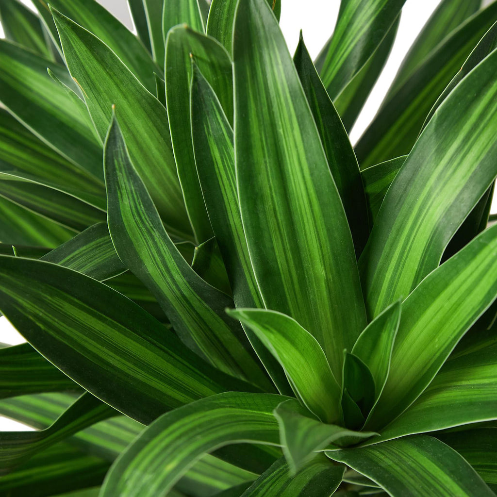 Dracaena 'Song of Jamaica'