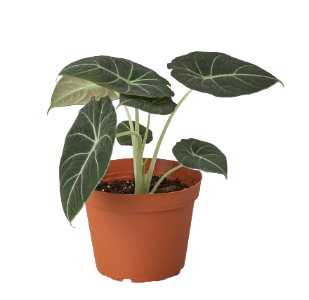 Alocasia 'Black Velvet'