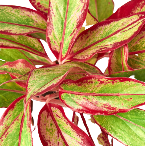 Chinese Evergreen 'Red Siam'