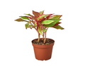 Chinese Evergreen 'Red Siam'