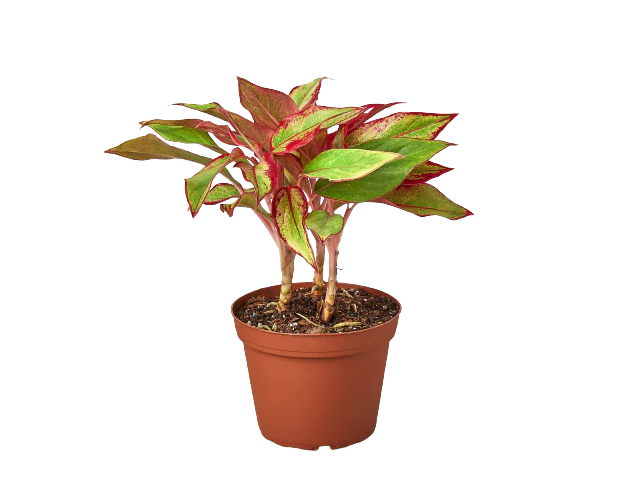 Chinese Evergreen 'Red Siam'
