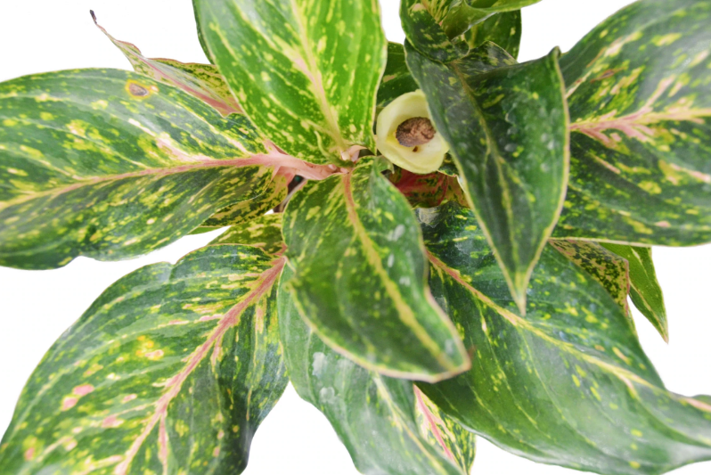 Chinese Evergreen 'Sparkling Sarah'