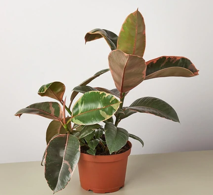 Ficus 'Ruby Pink'