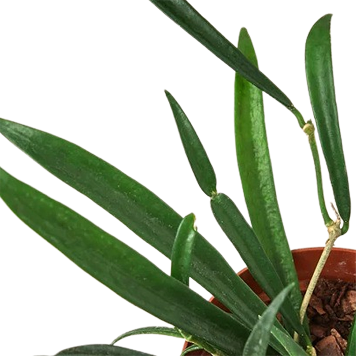 Hoya 'String Bean'