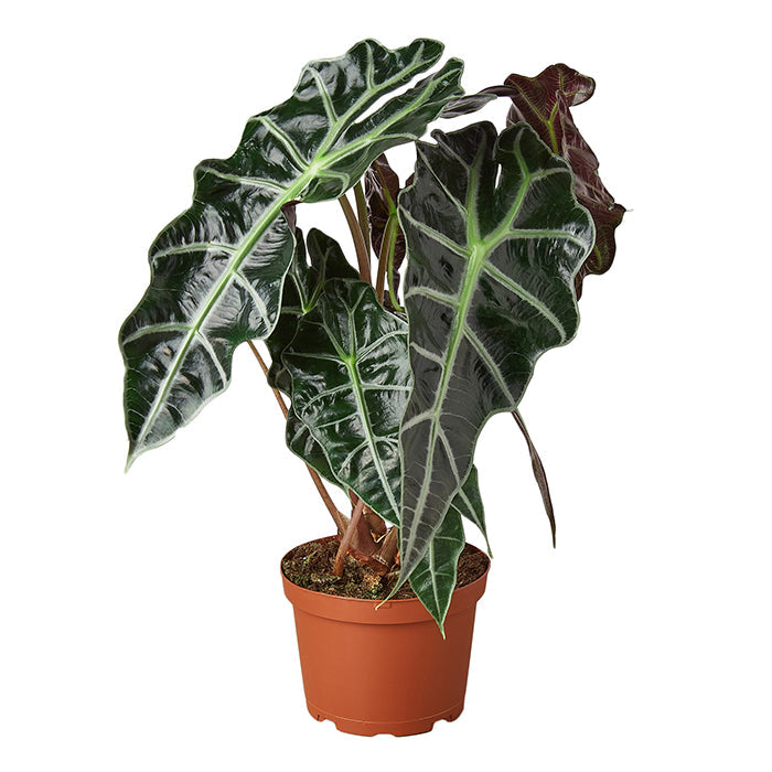 Alocasia 'African Mask'