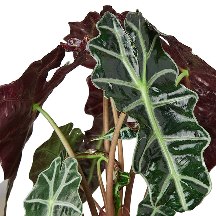 Alocasia 'African Mask'