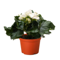 Begonia 'Reiger'
