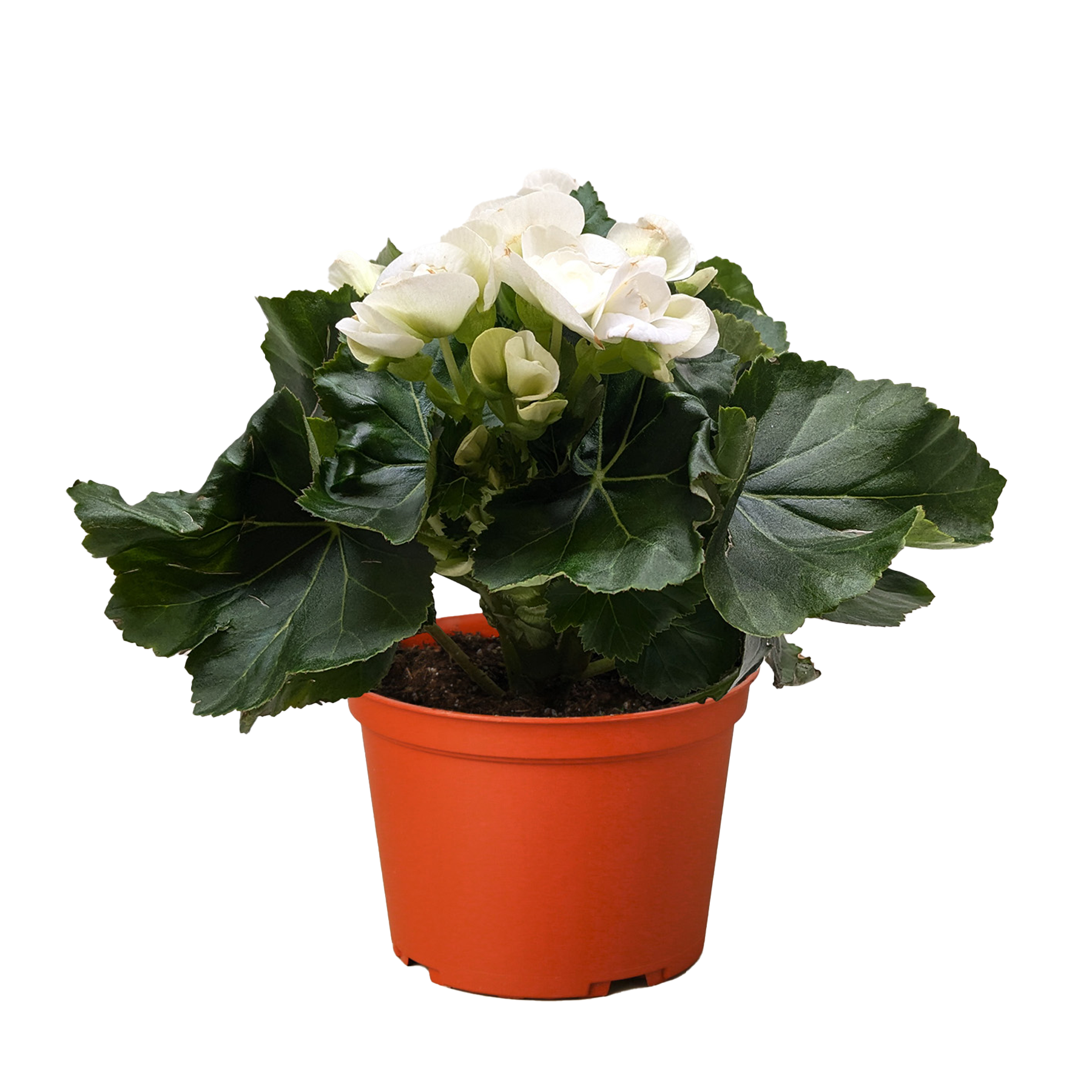 Begonia 'Reiger'