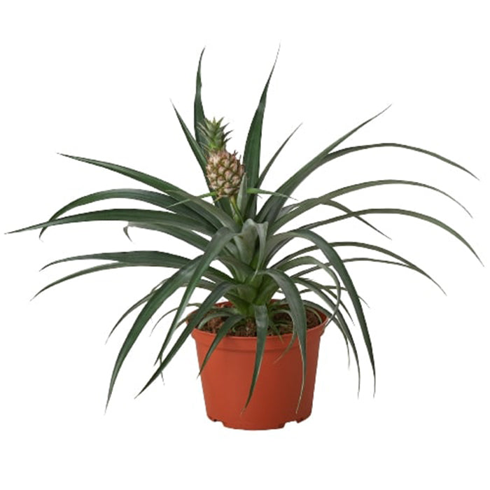 Bromeliad 'Pineapple Yellow'