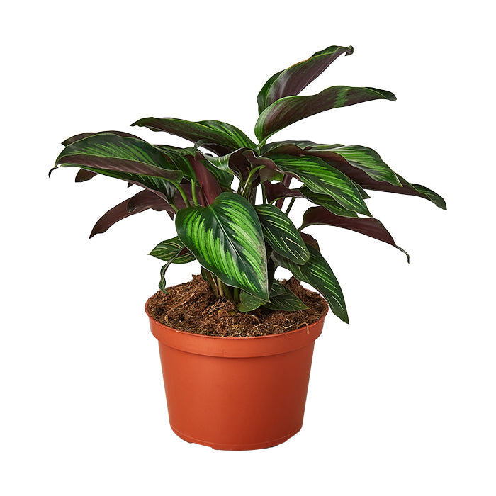 Calathea 'Beauty Star'