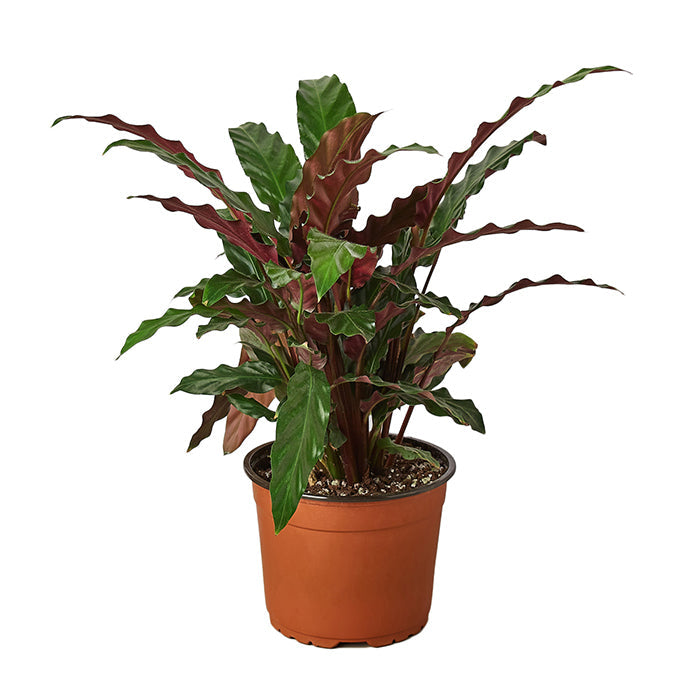 Calathea 'Furry Feather'