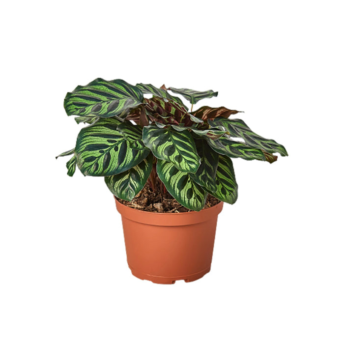 Calathea 'Makoyana'