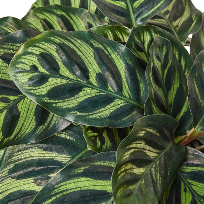 Calathea 'Makoyana'
