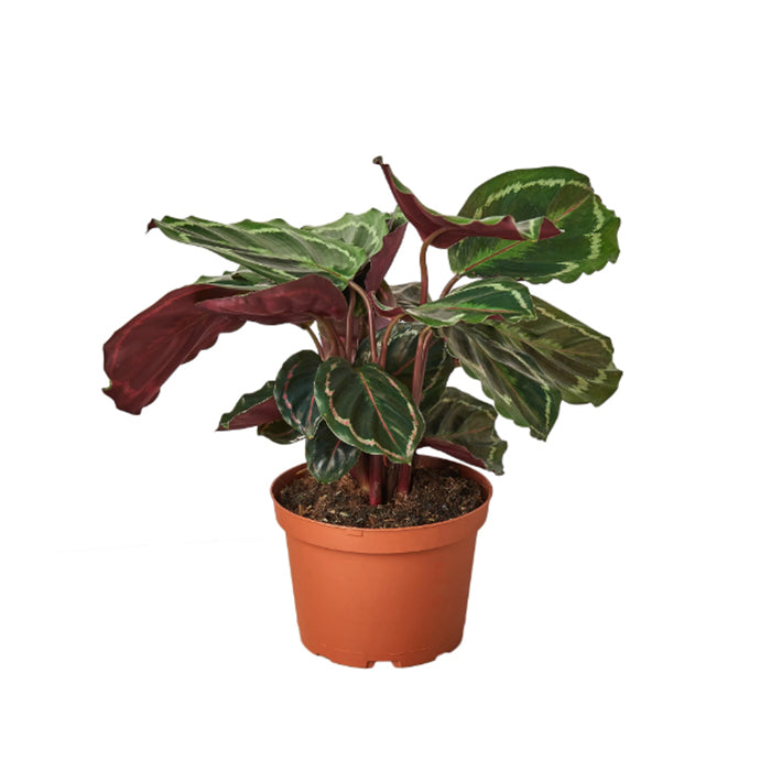 Calathea 'Medallion'
