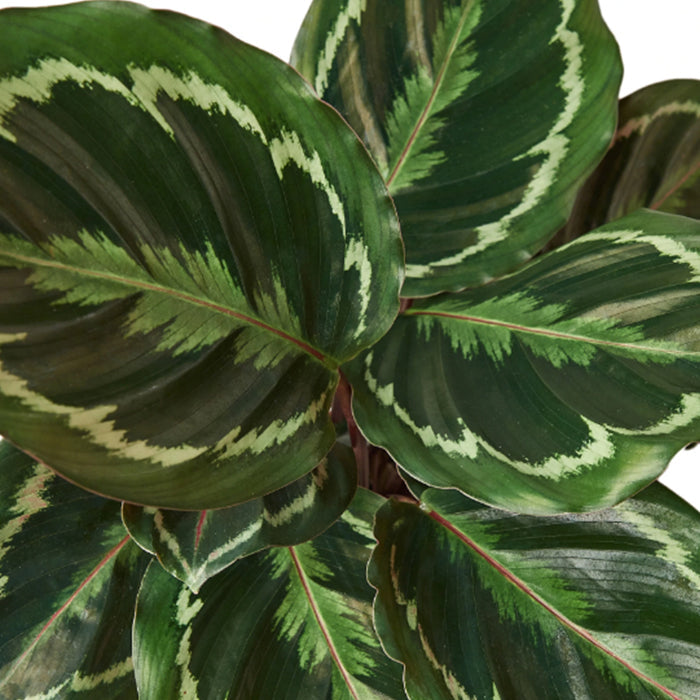 Calathea 'Medallion'