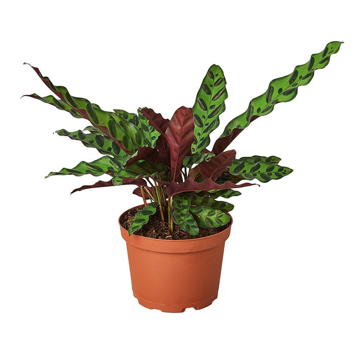 Calathea 'Rattlesnake'