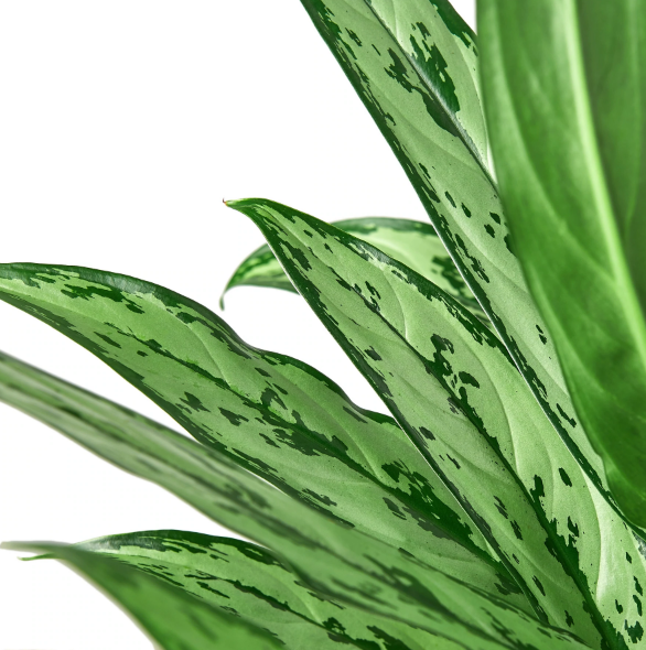 Chinese Evergreen 'Cutlass'