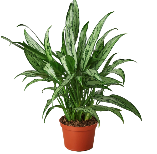 Chinese Evergreen 'Cutlass'