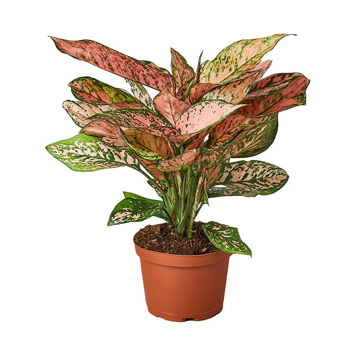 Chinese Evergreen 'Lady Valentine'