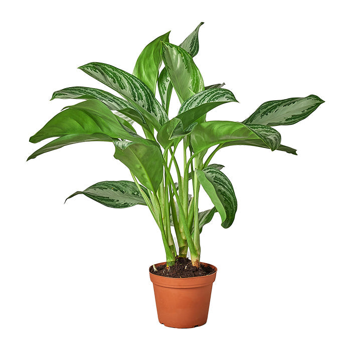 Chinese Evergreen 'Silver Bay'