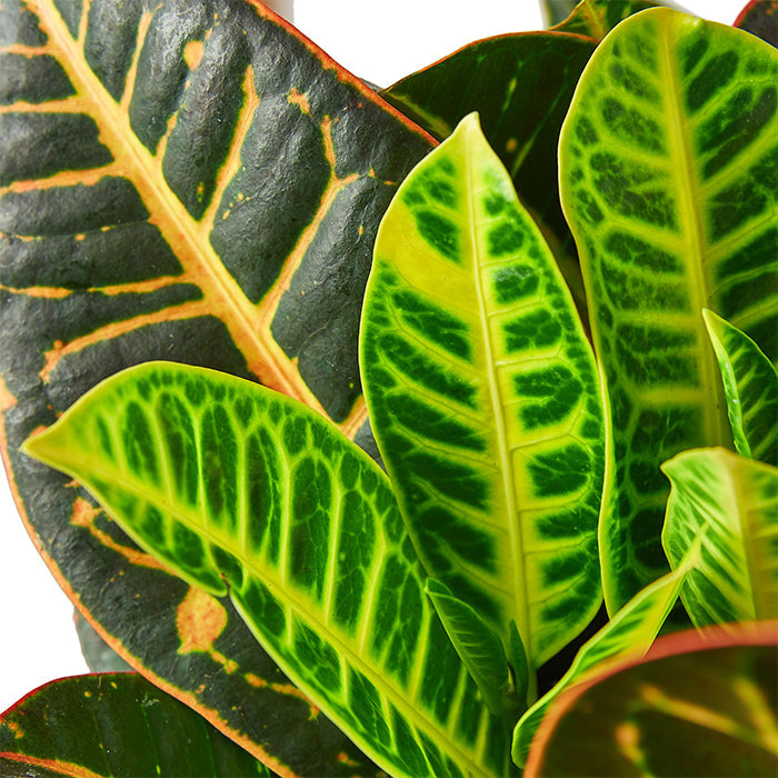Croton 'Petra'