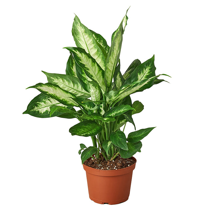 Dieffenbachia 'Camille'