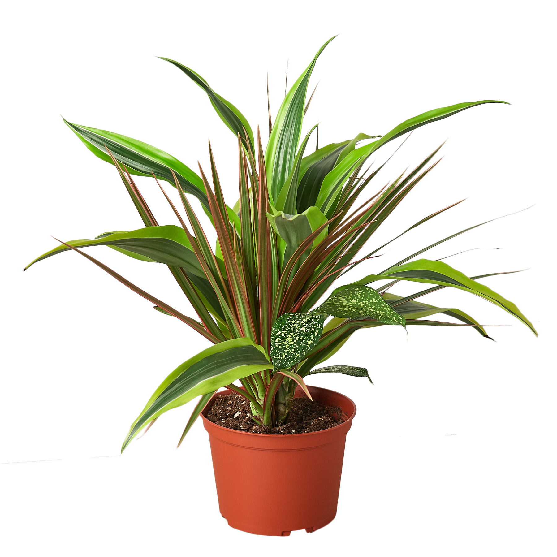 Dracaena 'Combo'