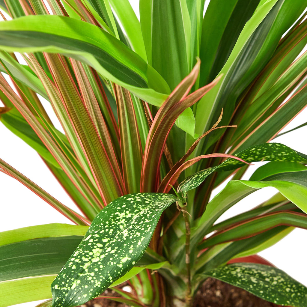 Dracaena 'Combo'