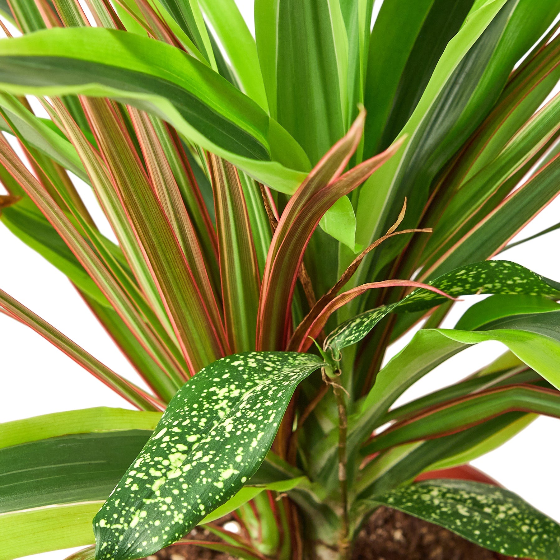 Dracaena 'Combo'