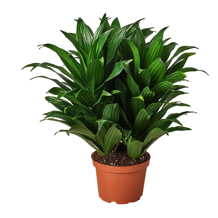 Dracaena 'Janet Craig'