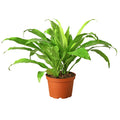 Dracaena 'Limelight'