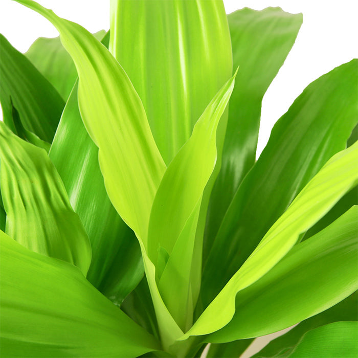 Dracaena 'Limelight'