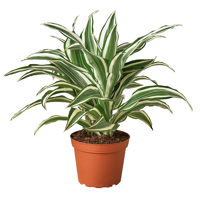 Dracaena 'White Jewel'