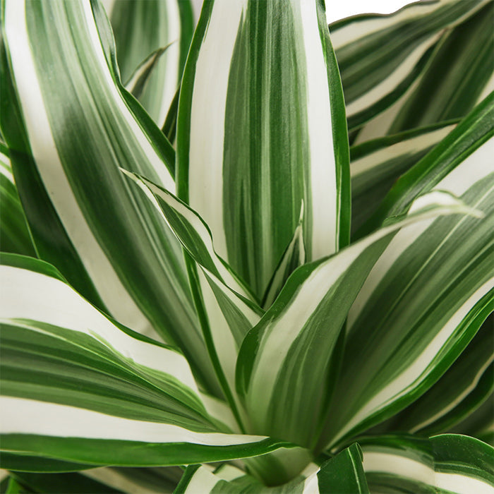 Dracaena 'White Jewel'