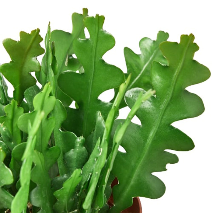 Epiphyllum 'Ric Rac' Cactus