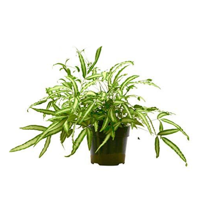 Fern 'Albo'
