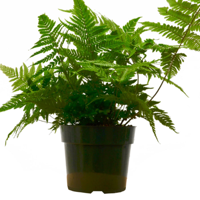 Fern 'Autumn'