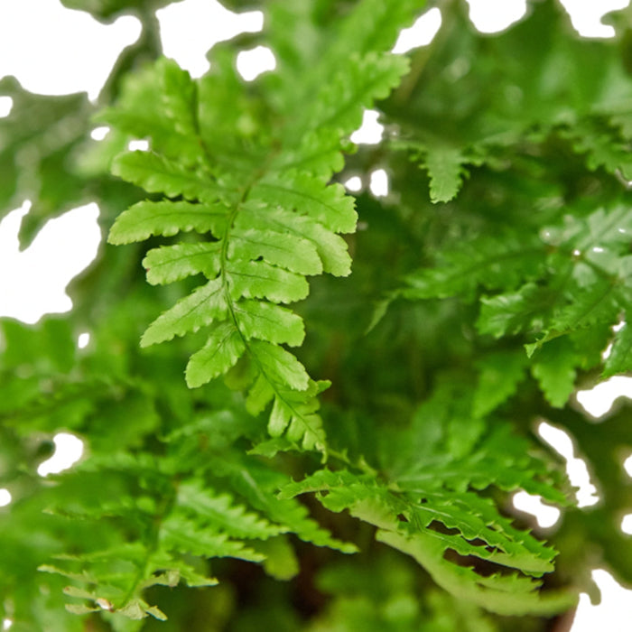 Fern 'Autumn'