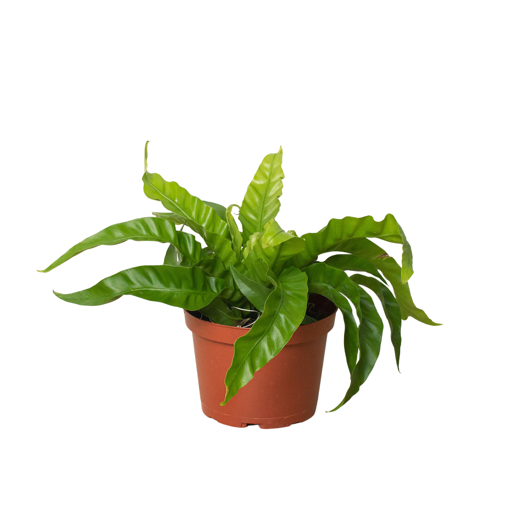 Hurricane Bird Nest Fern