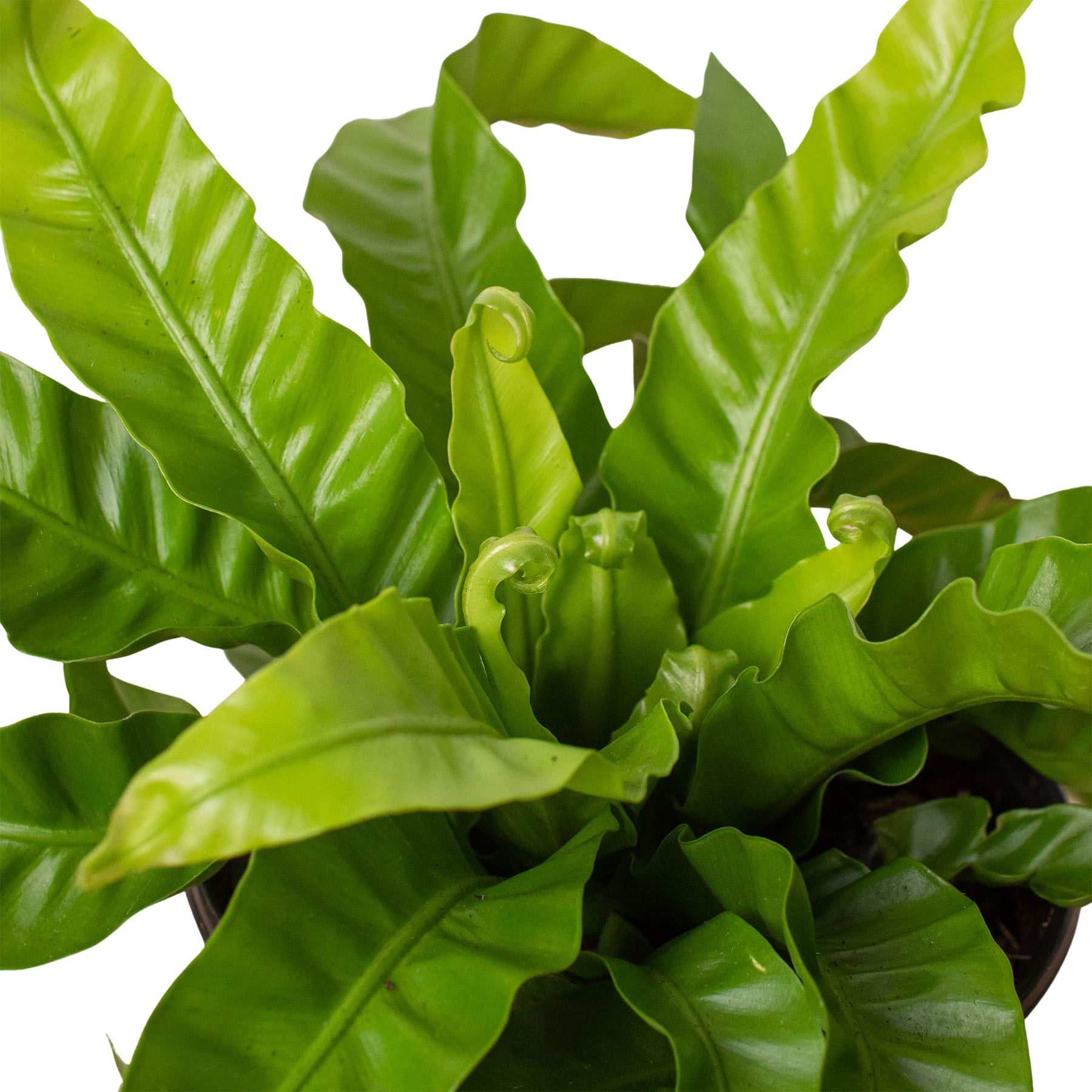 Hurricane Bird Nest Fern